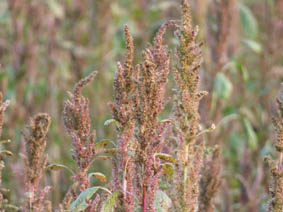Amaranthus retroflexus